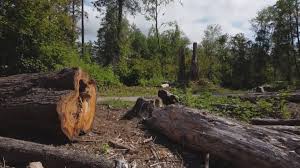 Best Landscape Design and Installation  in Lowell, OR