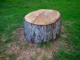 Best Arborist Consultation Services  in Lowell, OR