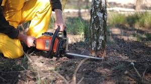 Best Fruit Tree Pruning  in Lowell, OR