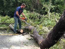 Best Grass Overseeding  in Lowell, OR