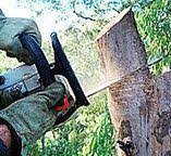 Best Utility Line Clearance  in Lowell, OR