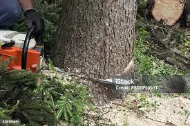 Best Storm Damage Tree Cleanup  in Lowell, OR