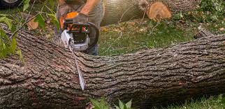 Best Lawn Disease Treatment  in Lowell, OR