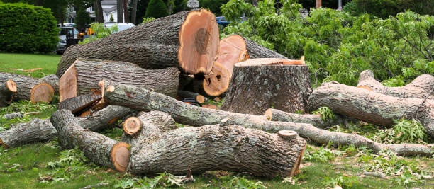 Best Tree Trimming and Pruning  in Lowell, OR