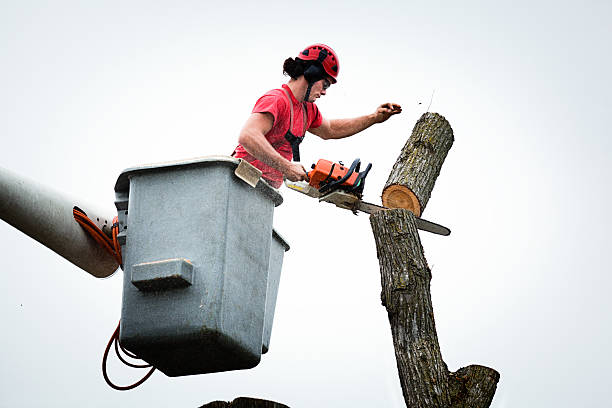 Best Tree and Shrub Care  in Lowell, OR