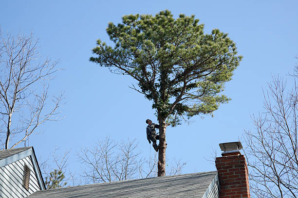 Lawn Pest Prevention in Lowell, OR