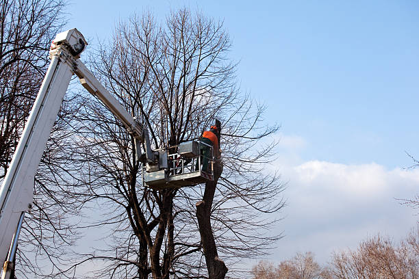 How Our Tree Care Process Works  in  Lowell, OR