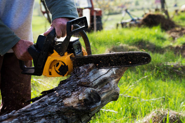 Reliable Lowell, OR Tree Care Solutions
