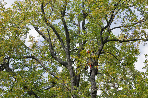 Best Tree Risk Assessment  in Lowell, OR