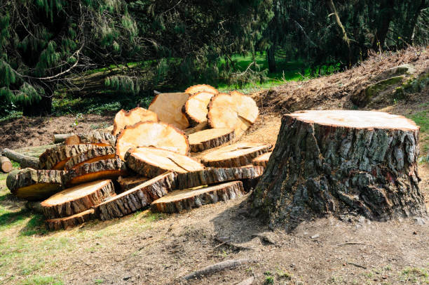 Best Tree Cabling and Bracing  in Lowell, OR
